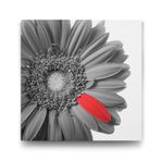 Siyah Beyaz Gerbera Tablosu - 80x80cm
