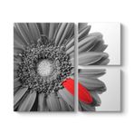 Siyah Beyaz Gerbera Tablosu 88 x 73-3 Parçalı