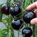 Siyah Cherry Domates Tohumu