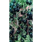 Siyah Renkli Goji Berry Fidanı