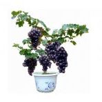 Siyah Üzüm Bonzai Ağacı Tohumu 5 Tohum Bonsai Ağacı Tohumu + Süpr