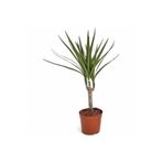 siyahgulcom Dracaena Marginata Tek Gövdeli 30 Cm