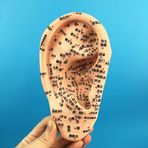 SLRMKK 16 cm Kulak Akupunktur Modeli - İnsan Akupunktur Modeli Kulak Modeli - Profesyonel Basınç Noktası ve Meridyen Anatomisi - Tren Yardımı Öğretmek İçin