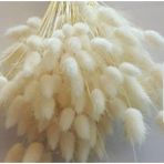 smsavm Kuru Çiçek Pamuk Otu (Lagurus) Demet 40 Dal ( Tane) - Naturel