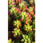 Smyrna Garden Jelibon Sukulent / 5,5 Cm Saksıda / Sedum Rubrotinctum Succulent