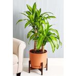 Smyrna Garden Servet Bitkisi / Dracaena (Draçena) Fragrans Massengana / 80-100 cm / 2 Kollu / Sevilen Bitki