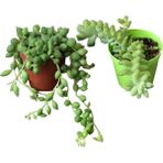 Socactus Sedum Morganianum ve Tespih Çiçeği Kaktüs&sukulent