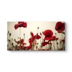 Soft Gelincik Tablosu 120 x 60