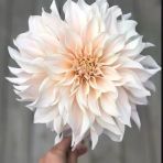 Soğuklara Dayanıklı Dev Çiçekli Cafe Au Light Dahlia Yıldız Çiçeği Soğanı Yumrusu (1 Adet)