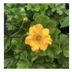 Soğuklara Dayanıklı Katmerli Yellow Beauty Geum Çiçeği Tohumu(20 Tohum)