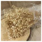 Şoklanmış Krem Cipso Demeti Kaliteli Şoklanmış Dökülmeyen Kuru Çiçek Gelin Buketi Çiçeği