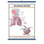 SOLUNUM SİSTEMİ (KAPLI, 70X100)