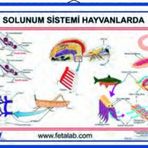 Solunum Sistemi Levhası (hayvanlarda)