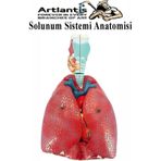 Solunum Sistemi Modeli 1 Adet 38X25 Cm Akciğer Maketi Larinks Ve Tiroid Modeli Anatomik Deney Bilim Tıbbi Model
