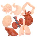SOLUSTRE 8 Insan Organı Modeli Insan Vücudu Modeli Akciğer Modeli Çocuk Manken Anatomik Modeli Simüle Edilmiş Modeller Insan Anatomisi Beyin Modeli Yapay Pvc Emülatör Öğrenci