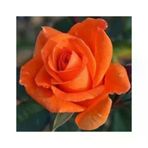 Somon Kayısı Renk Gül Fidanı 10-20 Cm