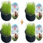 Sonrisa Pets Organik Kedi Çimi Seti 4'lü (FİLELİ) Sürpriz Oyuncak Hediyeli