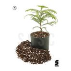 SOSC SUBSTRAT LIGHT MIX Ithal Torf Cocopeat Perlit Özel Karışım Saksı Harcı Çiçek Ve Bitki Toprağı 3 LT