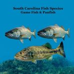 South Carolina Game Fish and Panfish Species Kids Book: Great Book About the Different Types of Fish in South Carolina