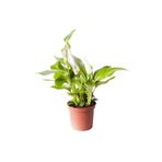 Spathiphyllum Pearl Cupido | Barış Çiçeği (İthal) 7Cm Ø