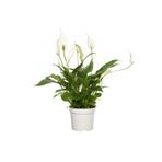 Spatifilyum Barış Çiçeği Spathiphyllum Bellini, BTS05032025BYB80