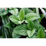 Spearmint Nane Tohumu 100 Tohum