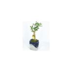 Sprout Store Ağacı Bonsai & Gri Siyah Lena Beton Saksıda Hediyelik Canlı Çiçek BALFLOWERDESİGN-2604