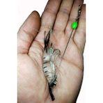 Sr Sazanrig Karides Shrimp Yapay Silikon Balık Yemi Fosforlu Kancalı 8.5 cm 6 gr - ŞEFFAF