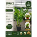 Starlice 2 Köklü Salon Bitkisi, 100-120 cm, Afra Para ve Aşkın Gözyaşı Hediye
