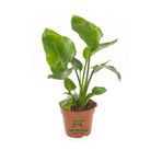 Starliçe Cennet Çiçeği 1 Adet Saksılı Mini Boy 15-30Cm Strelitzia, GDB15112024NA29