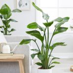 STARLİÇE CENNET KUŞU 5 ADET - EV, OFİS , SALON BİTKİSİ