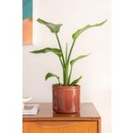 Starliçe Cennet Kuşu Çiçeği - Strelitzia Nicolai Canlı Salon Bitkisi 70 - 90 cm