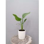 Starliçe Çiçeği 40cm Cennet Kuşu Dekoratif Saksılı