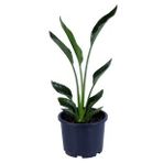 Starliçe - Starliçe Regina - Bitki Boyu 50-60 Cm (saksı Hariç) - Cennet Kuşu - Strelitzia Regina