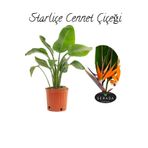 Starliçe (Strelitzia Reginae) Cennet Kuşu Bitkisi 50-70Cm Salon Çiçeği, GDB22112024NA85
