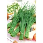 Staro Frenk Soğanı Tohumu Soğanotu Chives