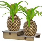 Stein Kohle Ayaklı Saksı Ahşap Büyük Boy 2 Adet Altın Renk Eskitme Uygulamalı Ananas Model - Renkli