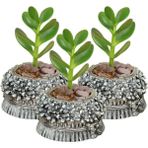 Stein Kohle Dekoratif Saksı Minik Kaktüs Saksısı Çiçekli Fiyonklu Model - 3'lü SET - Gümüş