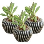 Stein Kohle Dekoratif Saksı Minik Kaktüs Saksısı Derin Çizgili Spiral - 3'lü SET - Gümüş