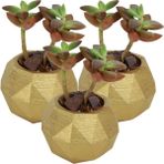 Stein Kohle Dekoratif Saksı Minik Kaktüs Saksısı Dönen Poly Model - 3'Lü Set - Altın