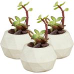 Stein Kohle Dekoratif Saksı Minik Kaktüs Saksısı Dönen Poly Model - 3'Lü Set - Beyaz