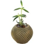 Stein Kohle Dekoratif Saksı Minik Kaktüs Saksısı Ince Çizgi Spiral Model - TEKLİ - Gold