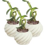 Stein Kohle Dekoratif Saksı Minik Kaktüs Saksısı Kalın Çizgili Spiral Model - 3'lü SET - Beyaz