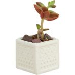 Stein Kohle Dekoratif Saksı Minik Kaktüs Saksısı Mini Kare Model - Tekli - Beyaz