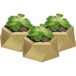 Stein Kohle Dekoratif Saksı Minik Kaktüs Saksısı Mini Poly 2 Model - 3'Lü Set - Altın