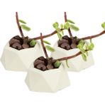 Stein Kohle Dekoratif Saksı Minik Kaktüs Saksısı Mini Poly 2 Model - 3'Lü Set - Beyaz