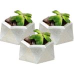Stein Kohle Dekoratif Saksı Minik Kaktüs Saksısı Mini Poly 2 Model - 3'Lü Set - Gümüş