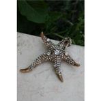 Stoneage RF03751 Kadın Deniz Yıldızı Lüks Bronz Broş