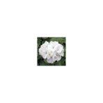 Store Beyaz Sardunya Fidesi Fidanı Geranium Maverick White 10-20 Cm