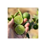 Store Misket lime Limon Haiti Limon Ağacı Fidanı (büyük boy)